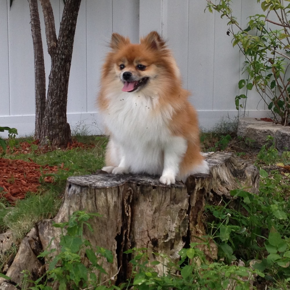 Meet your Posher, Laura